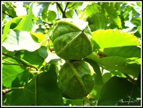 錢桐樹|重要木本油料植物―千年桐